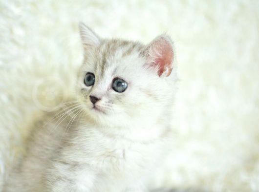 Full Şecereli Silver British Shorthair Ns25 görsel