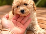Toy Poodle Yavrular