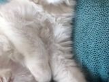 2.5-3 Aylik Erkek British Longhair Yavru