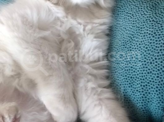 2.5-3 Aylik Erkek British Longhair Yavru görsel