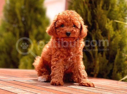 Toy Poodle Yavrular