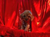 Toy Poodle Bebek Surat Yavrular