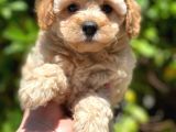 Toy Poodle Yavrular