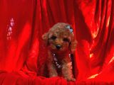 Toy Poodle Bebek Surat Yavrular