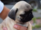 Safkan Orjinal Sağlık Ve Irk Garantili Pugmops