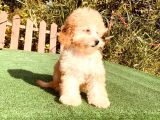 Son Kalan Çok Uygun Di̇şi̇ Toy Poodle Yavrumuz