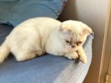 5 Aylık Erkek Scottish Fold