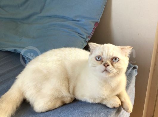 5 Aylık Erkek Scottish Fold görsel