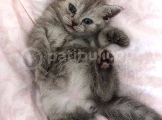 Ori̇ji̇nal Scotti̇sh Strai̇ght Bebekler