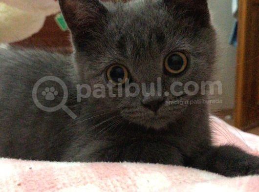 Ori̇ji̇nal Scotti̇sh Strai̇ght Bebekler görsel