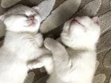 Ori̇ji̇nal Scotti̇sh Strai̇ght Bebekler