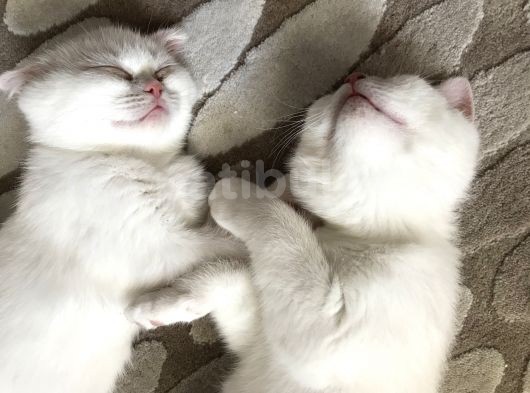 Ori̇ji̇nal Scotti̇sh Strai̇ght Bebekler görsel