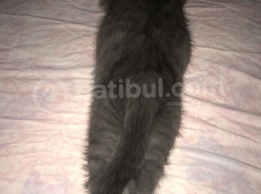 Ori̇ji̇nal Scotti̇sh Strai̇ght Bebekler görsel