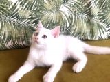 Teslime Hazır  Yavrular(Açıklamayı Okuyunuz)!!!!