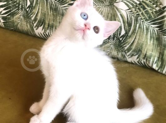 Teslime Hazır  Yavrular(Açıklamayı Okuyunuz)!!!! görsel