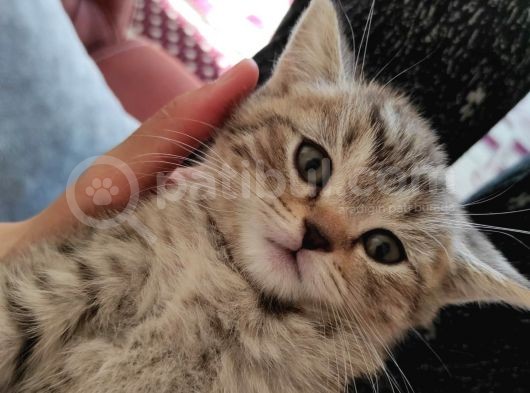 Şecereli Uluslararası Kedi Bristih görsel