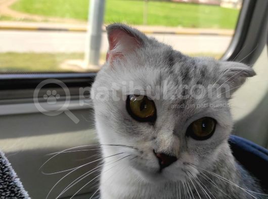 2.5 Yaşında Kedi Scotish 