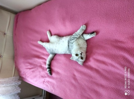 2.5 Yaşında Kedi Scotish  görsel