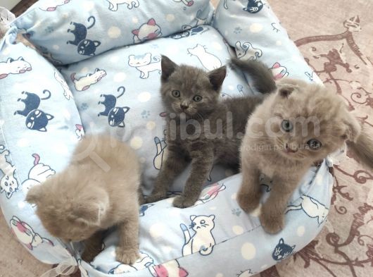 Son 2 Scottısh Fold Yavrumuz görsel