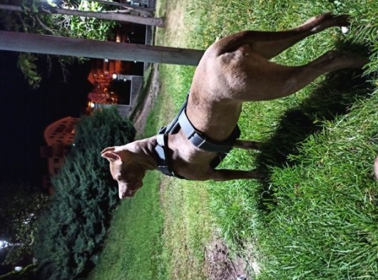 8 Aylık Amstaff görsel