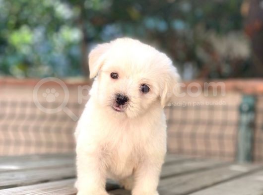 Yavru Maltese Terri̇er