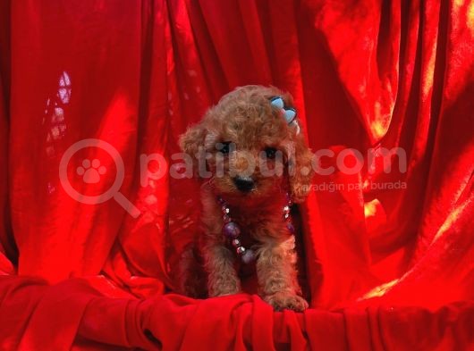Red Dişi Toy Poodle Yavrumuz görsel