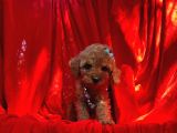 Red Dişi Toy Poodle Yavrumuz