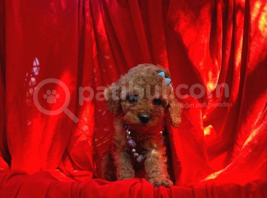 Red Dişi Toy Poodle Yavrumuz