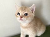 2 Aylik  Cream Golden  Blue Golden Di̇şi̇ Yavrular Sahi̇plenmeye Hazir Yer İstanbul