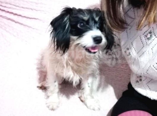 Terrier Cinsi Albert'Imız Kayıp