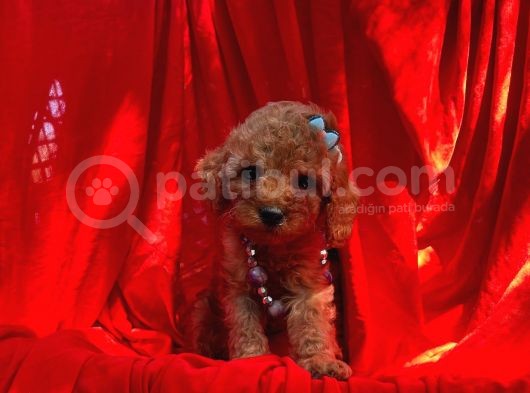 Red Dişi Toy Poodle Yavrumuz görsel