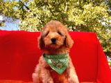 Toy Sevimli Poodle Yavrular