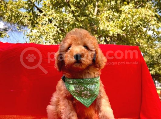 Toy Sevimli Poodle Yavrular görsel
