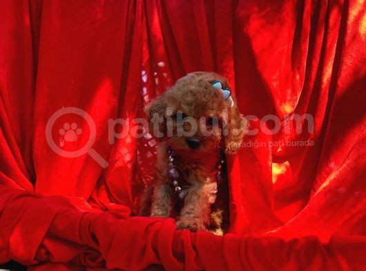Red Dişi Toy Poodle Yavrumuz görsel