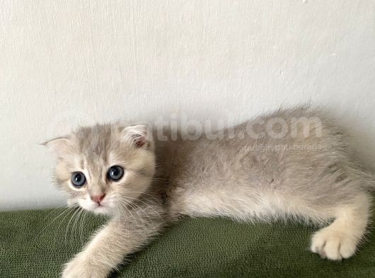 2 Aylik  Cream Golden  Blue Golden Di̇şi̇ Yavrular Sahi̇plenmeye Hazir Yer İstanbul görsel