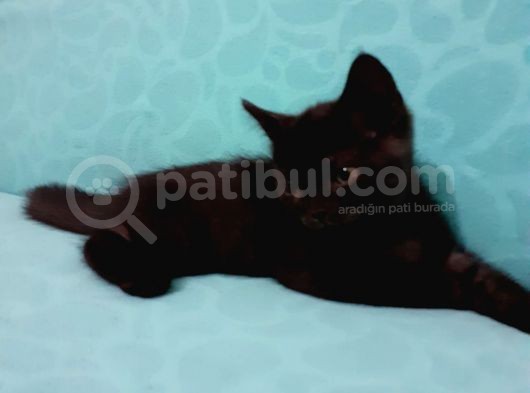 British Shorthair Yavrular görsel