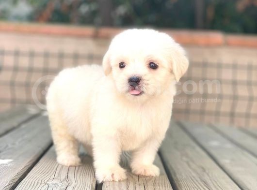 Yavru Maltese Terri̇er görsel