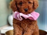 Muhteşem Kalitede Toy Poodle Bebeklerimiz