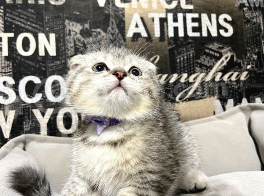Şeker Tadında Silver Tabby Scottish Fold Yavrumuz