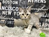 Şeker Tadında Golden Tabby British Shorthair Yavrumuz