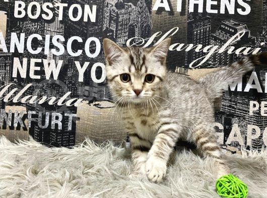 Şeker Tadında Golden Tabby British Shorthair Yavrumuz görsel