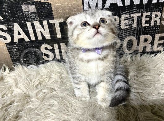 Şeker Tadında Silver Tabby Scottish Fold Yavrumuz görsel