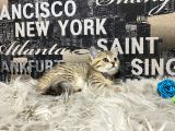 Şeker Tadında Golden Tabby British Shorthair Yavrumuz
