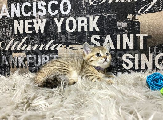 Şeker Tadında Golden Tabby British Shorthair Yavrumuz görsel