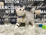 Şeker Tadında Golden Tabby British Shorthair Yavrumuz