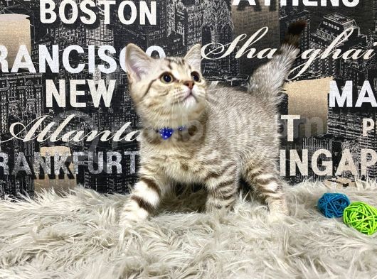 Şeker Tadında Golden Tabby British Shorthair Yavrumuz görsel