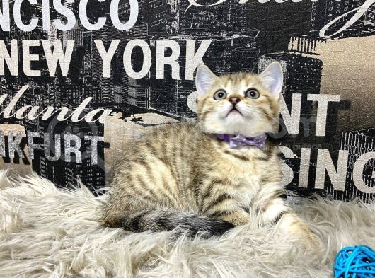Şeker Tadında Golden Tabby British Shorthair Yavrumuz görsel