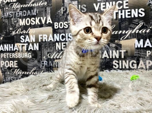 Şeker Tadında Golden Tabby British Shorthair Yavrumuz görsel
