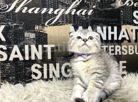 Şeker Tadında Silver Tabby Scottish Fold Yavrumuz görsel
