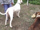Safkan A Secere Dogo Argentino Yavrularimiz